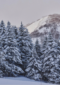 pine trees covered in snow