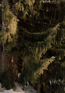 a pine tree in the snow