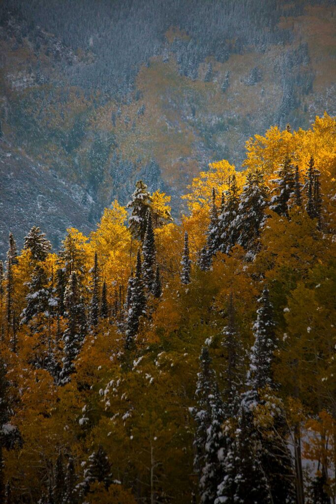 Fall colors in Colorado