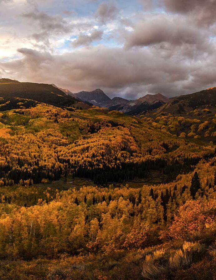 Fall foliage in Aspen Colorado