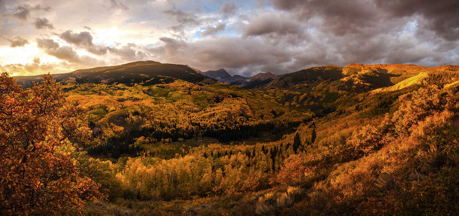 Fall foliage in Aspen Colorado