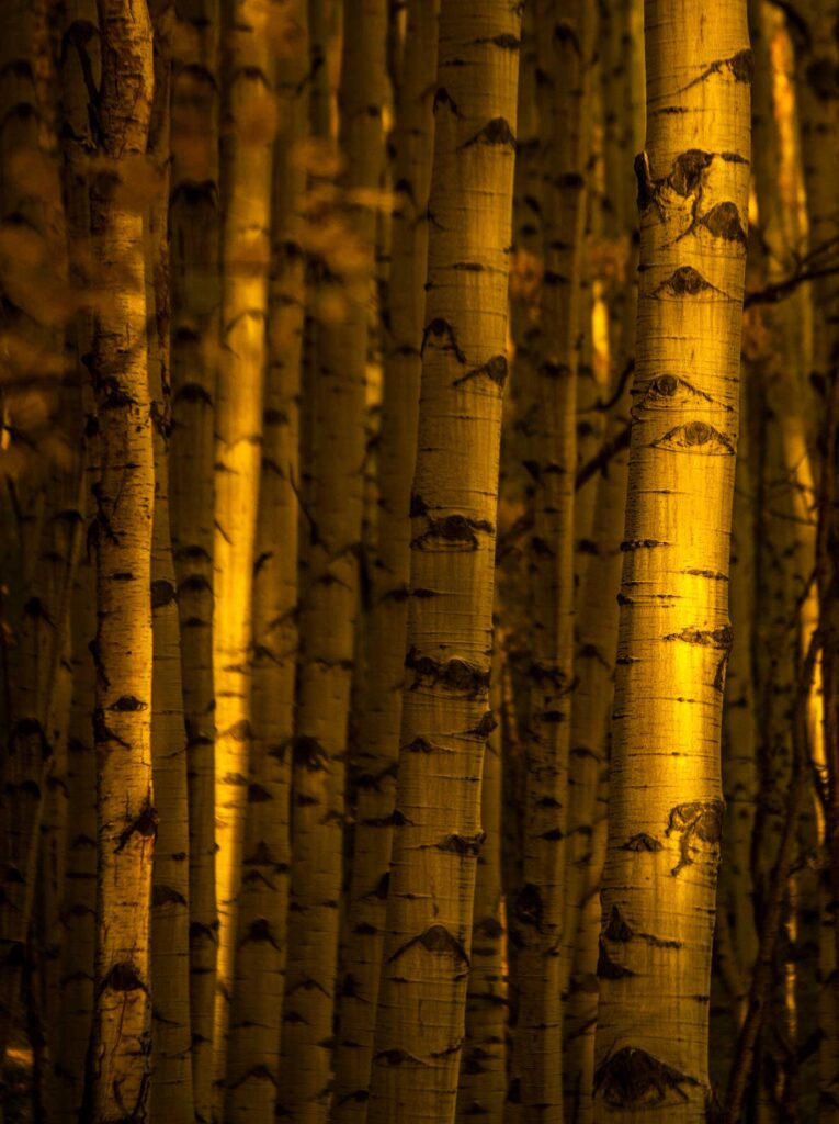 Aspen trees at sunset