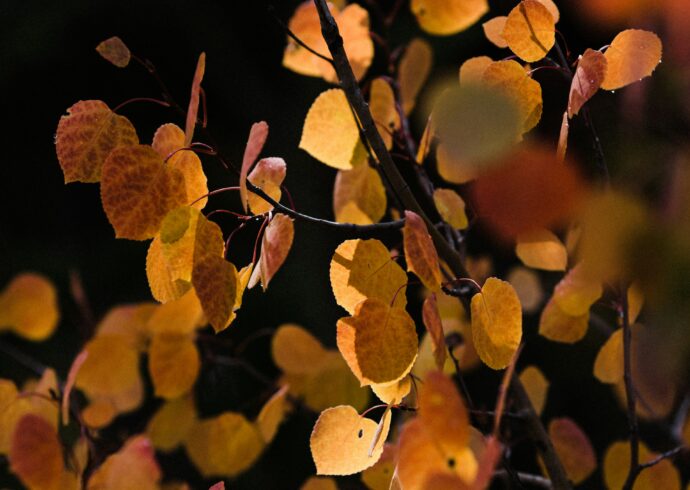 Fall foliage