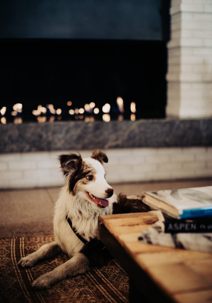Dog in front of the fireplace in lobby at MOLLIE Aspen