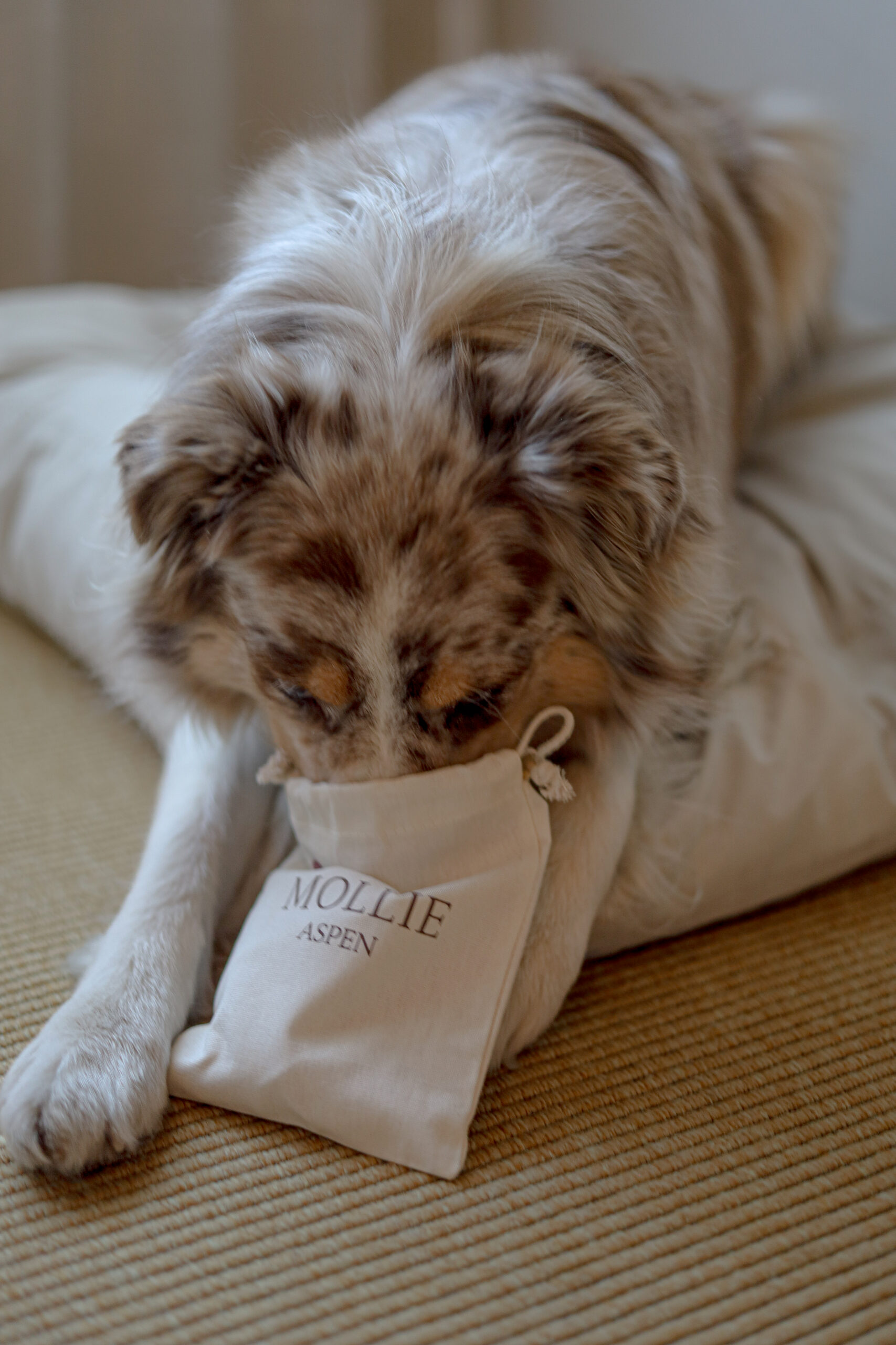Dog with pet amenities in MOLLIE Aspen room