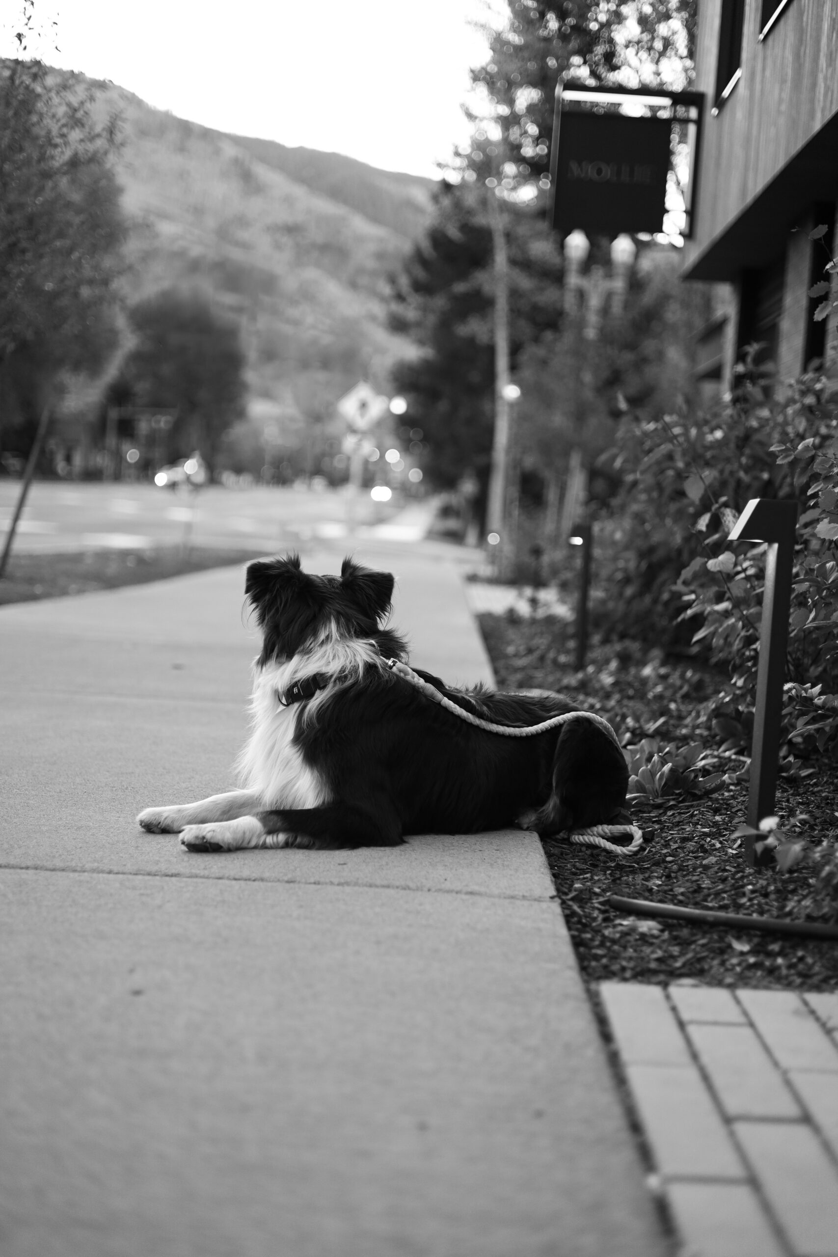 Dog on a leash outside of MOLLIE Aspen