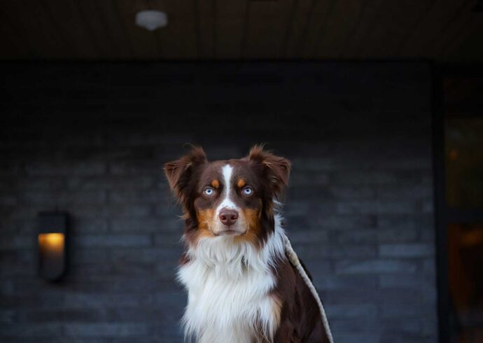 Australian Shepherd pet portrait at MOLLIE Aspen a pet friendly hotel