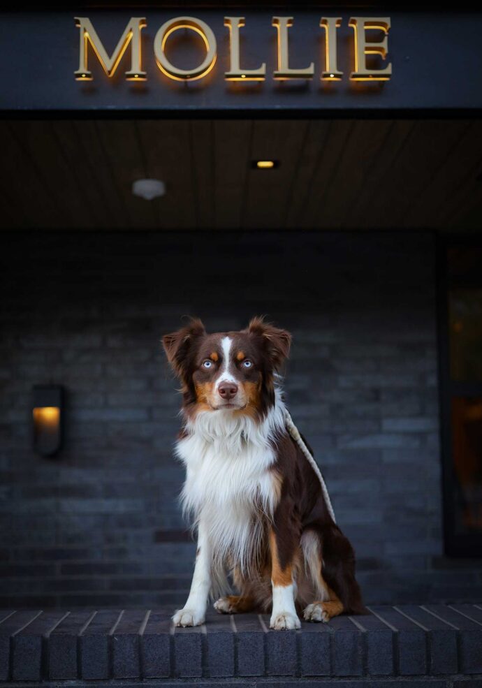 Australian Shepherd pet portrait at MOLLIE Aspen a pet friendly hotel