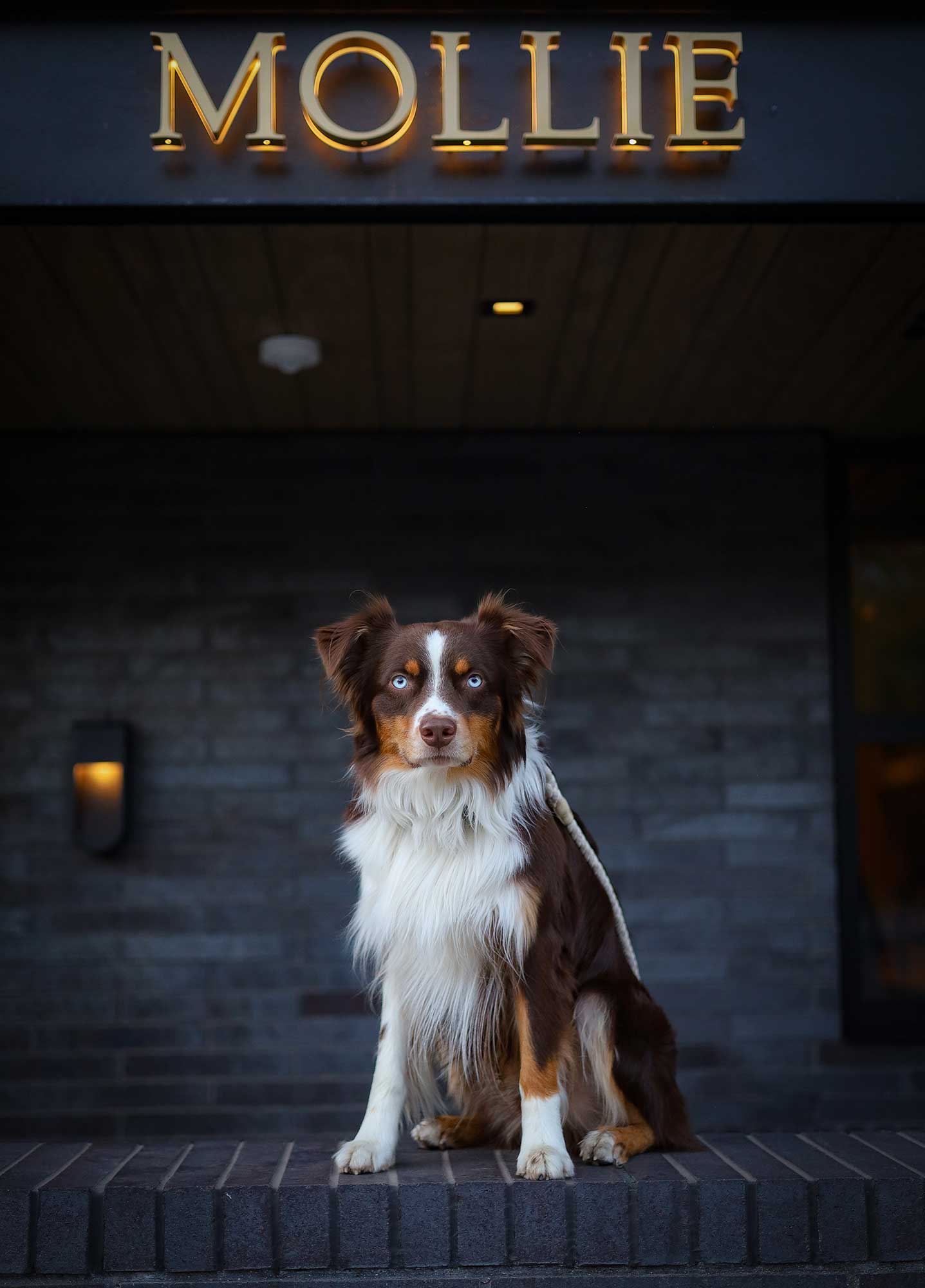 Australian Shepherd pet portrait at MOLLIE Aspen a pet friendly hotel