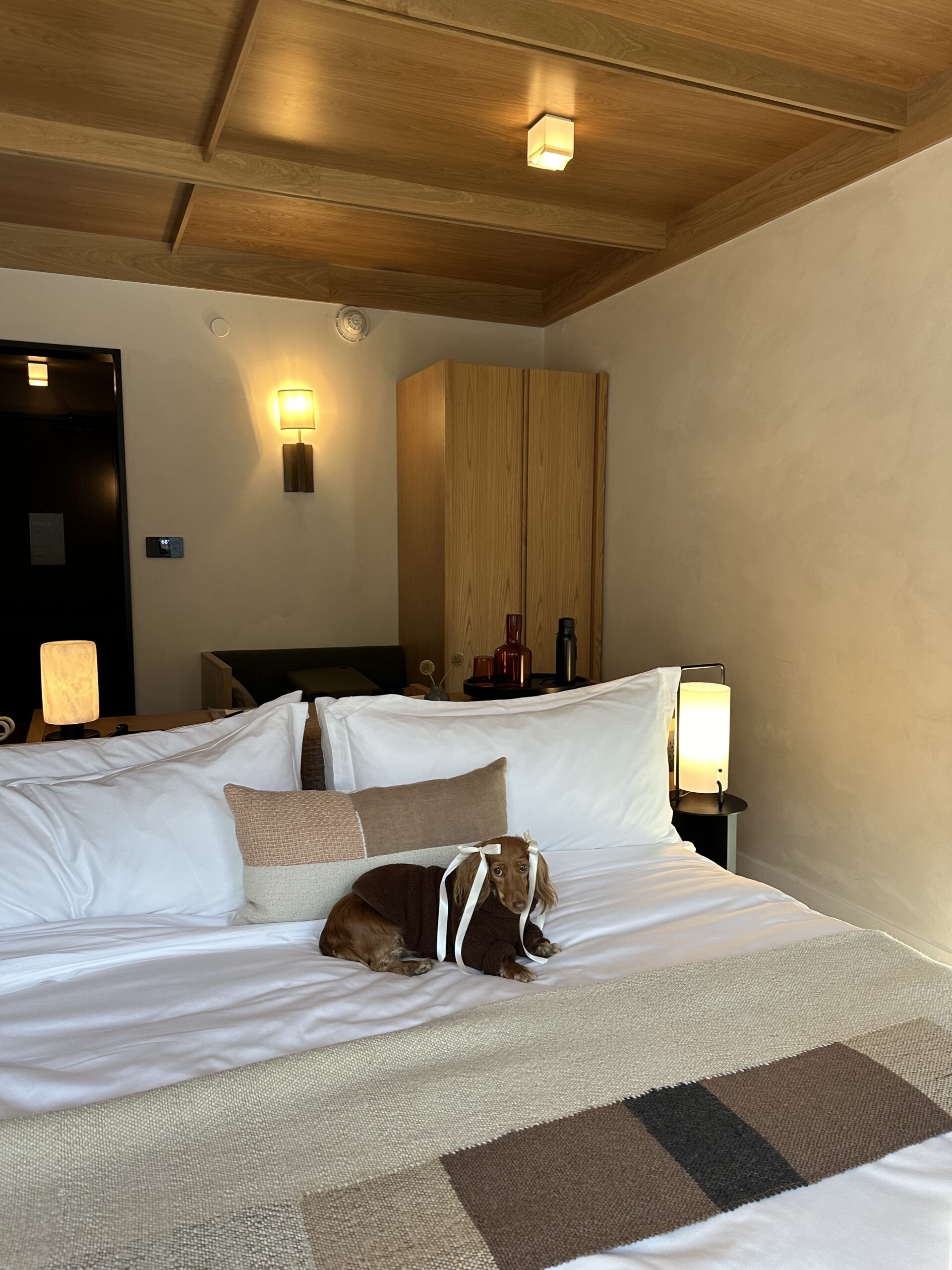 Dog laying on a bed at MOLLIE Aspen