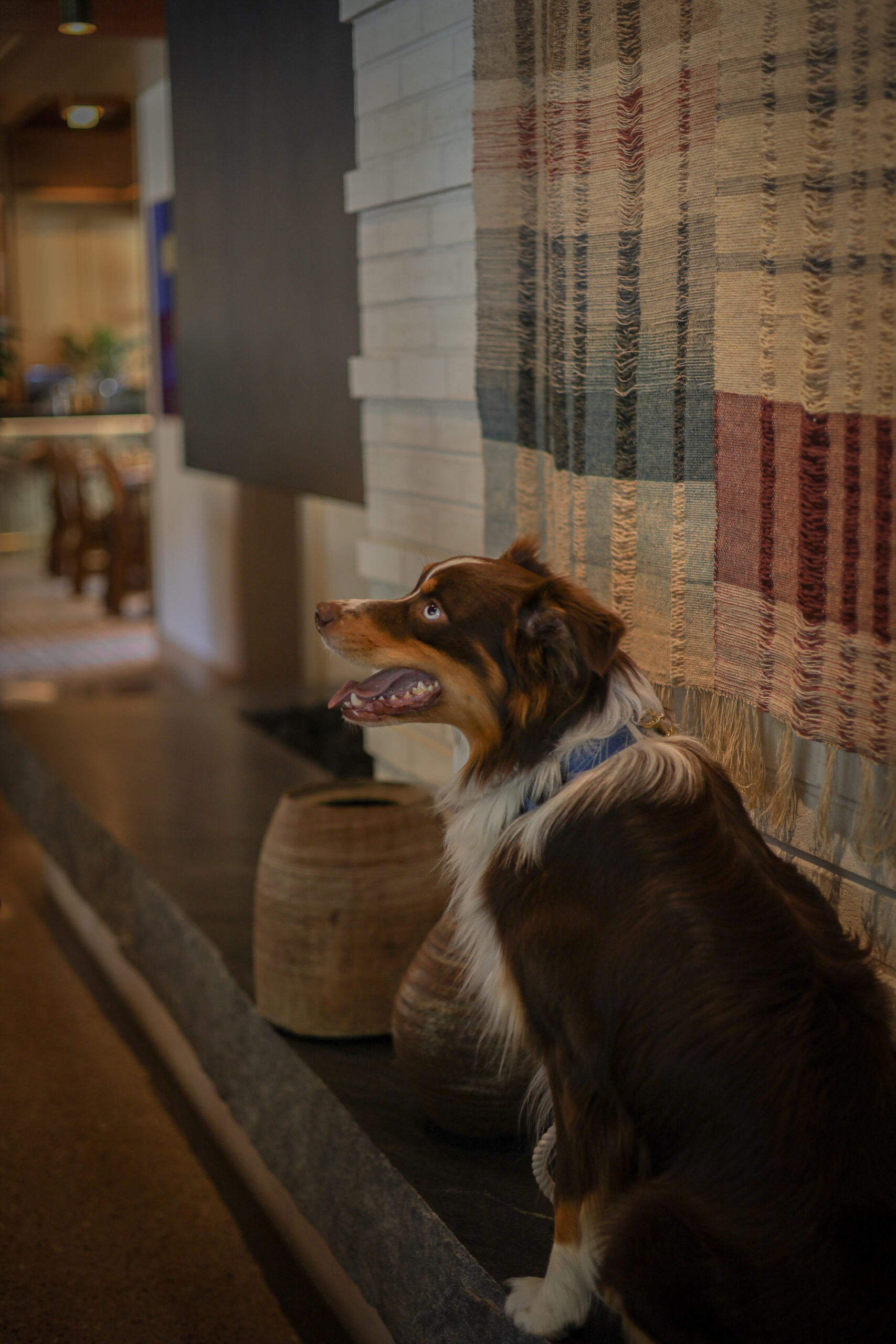 Dog in the lobby at MOLLIE Aspen