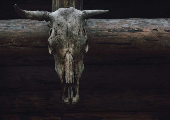 A cow skull on the side of a building