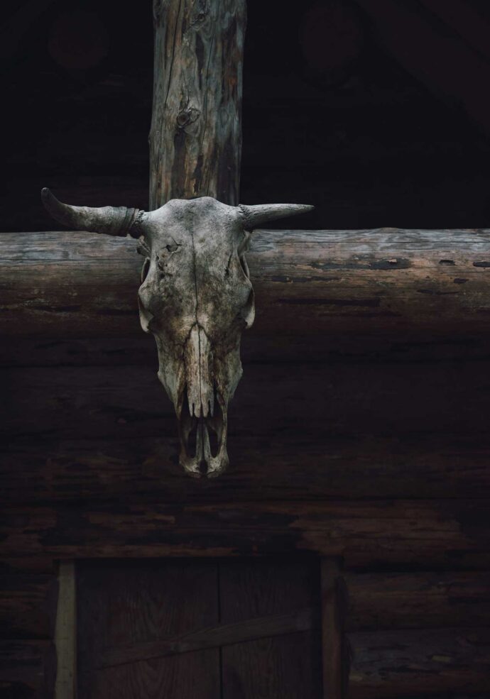 A cow skull on the side of a building