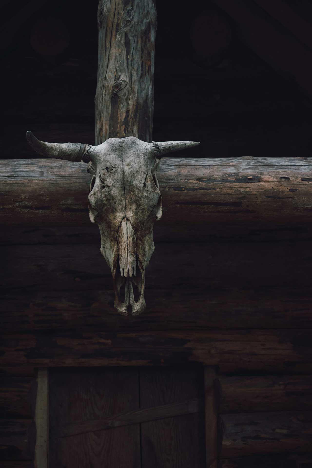 A cow skull on the side of a building