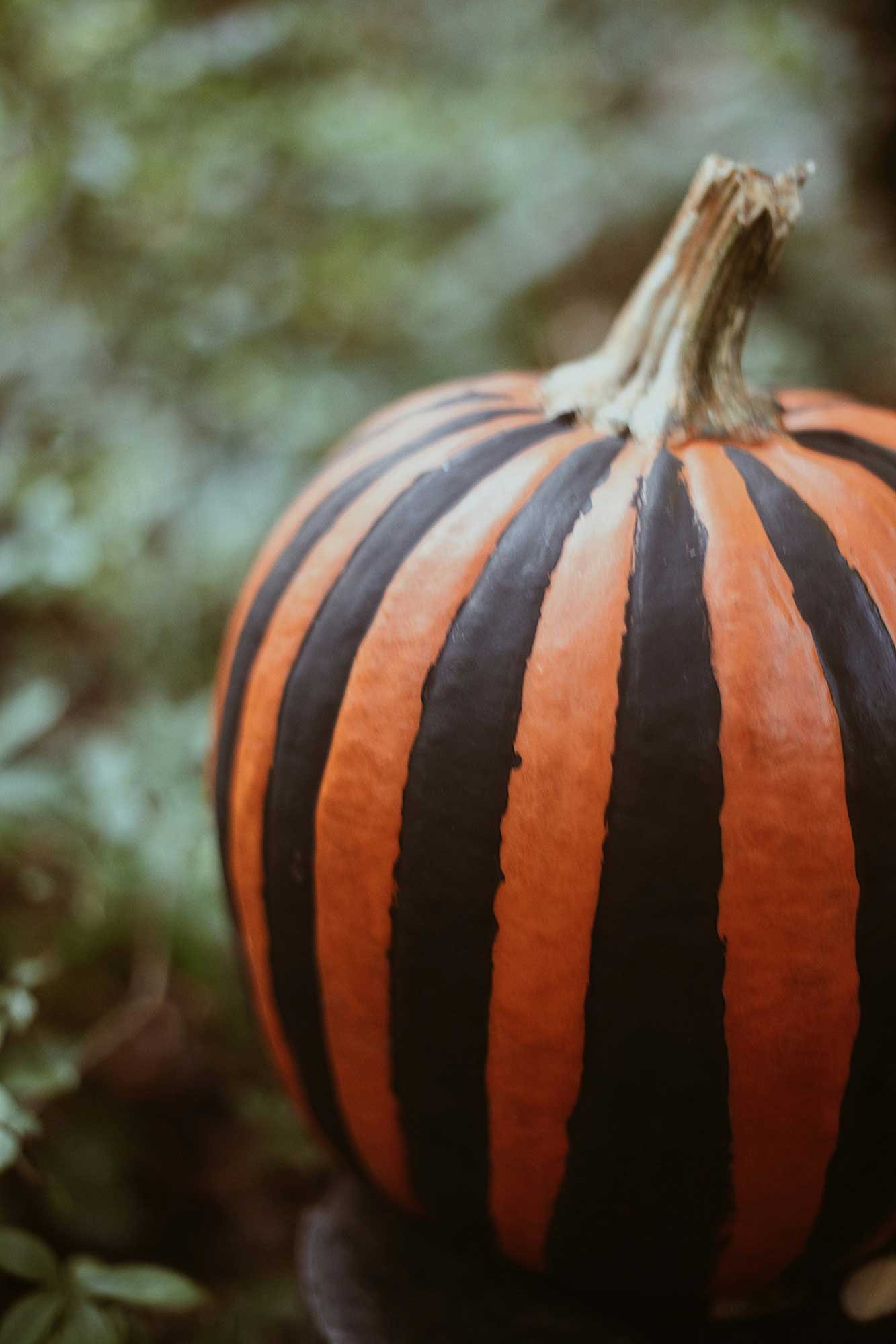 Festive autumn pumpkin painting at Petit Trois Aspen at MOLLIE