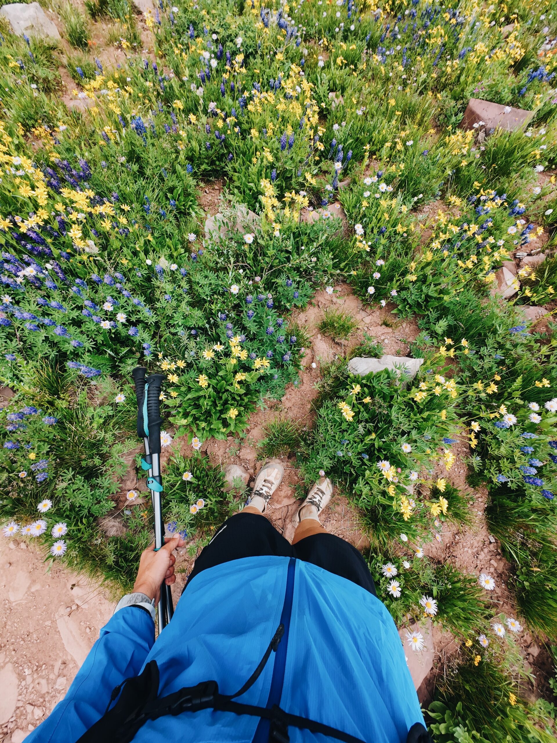 Wildflowers in Colorado