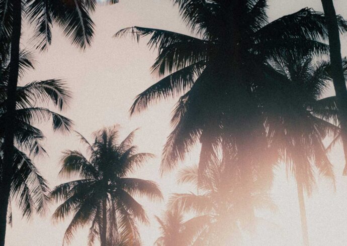 Palm Trees