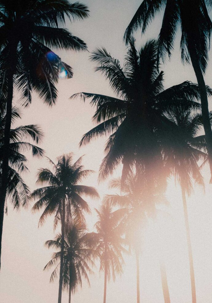 Palm Trees